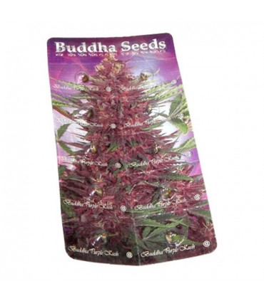 Auto Buddha Purple Kush fem. Buddha Seeds