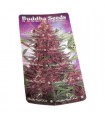 Auto Buddha Purple Kush fem. Buddha Seeds