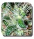 Pulsar fem. Buddha Seeds
