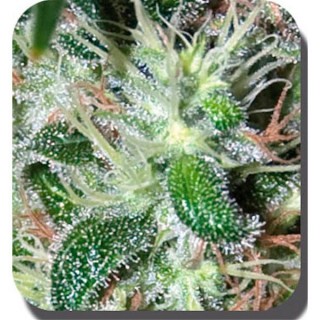 Pulsar fem. Buddha Seeds