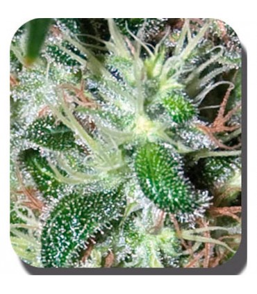 Pulsar fem. Buddha Seeds