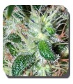 Pulsar fem. Buddha Seeds