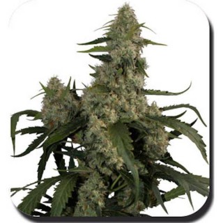 Quasar fem. Buddha Seeds