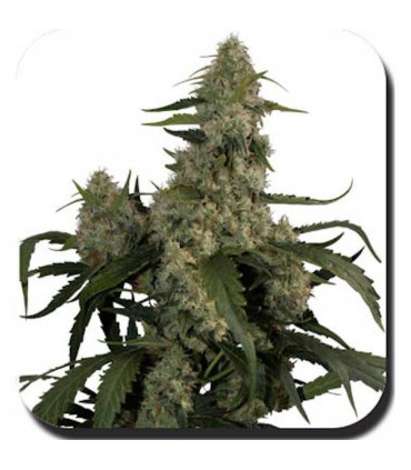 Quasar fem. Buddha Seeds