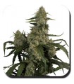 Quasar fem. Buddha Seeds