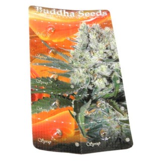 Auto Syrup fem. Buddha Seeds
