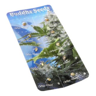 Auto White Dwarf fem. Buddha Seeds