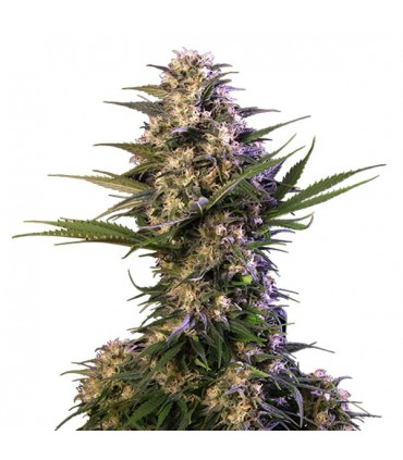 Kraken fem. Buddha Seeds