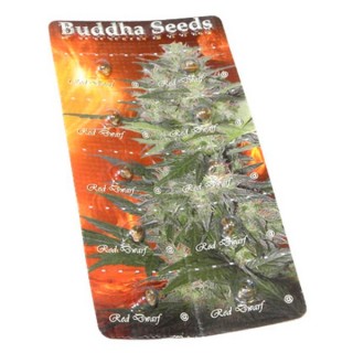 Auto Red Dwarf fem. Buddha Seeds