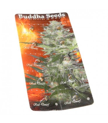 Auto Red Dwarf fem. Buddha Seeds