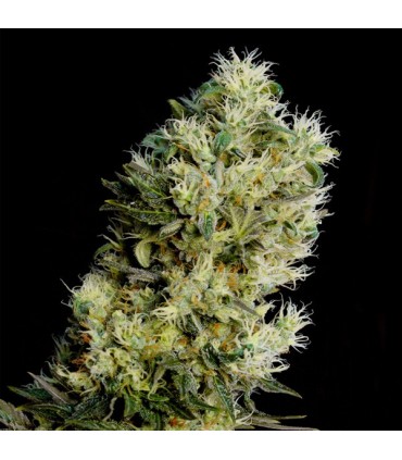 Auto Amnesia Bilbo 25 u. fem. Genehtik