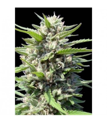 Auto Northern Light 25 u. fem. Genehtik