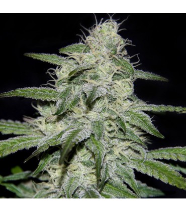 Kritikal Bilbo CBD 25 u. fem. Genehtik