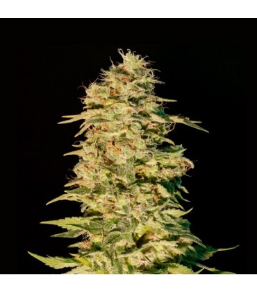 Og Lemon Bilbo 25 u. fem. Genehtik