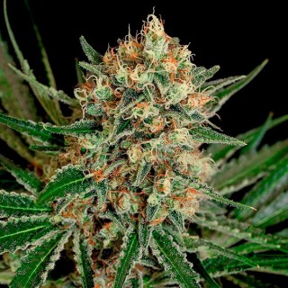 Txerri Bilbo Haze fem. Genehtik