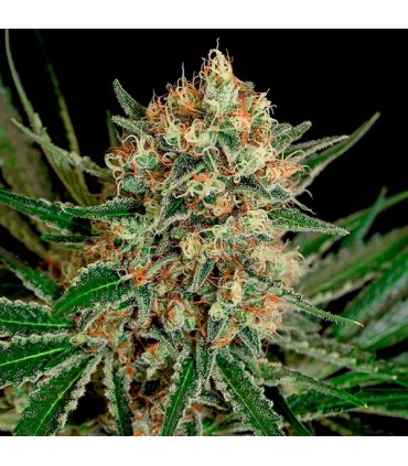 Txerri Bilbo Haze  5 u. fem. Genehtik