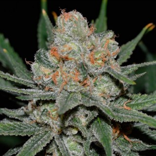 Auto Nevil Bilbo fem. Genehtik