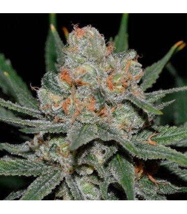 Auto Nevil Bilbo 5 u. fem. Genehtik