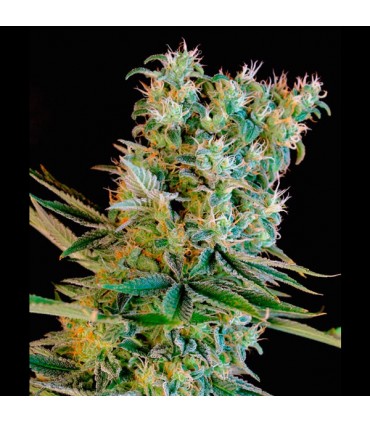 Amnesia Bilbo 25 u. fem. Genehtik