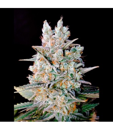 Auto Kritikal Bilbo 25 u. fem. Genehtik