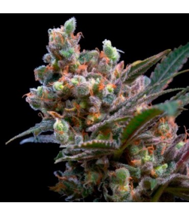 Kritikal Bilbo 25 u. fem. Genehtik Seeds