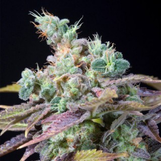 Txomango 25 u. fem. Genehtik Seeds