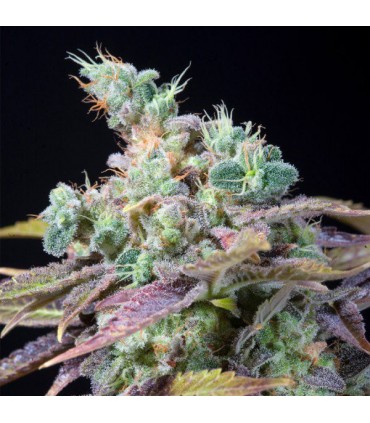 Txomango 25 u. fem. Genehtik Seeds