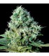 Santa Bilbo 25 u. fem. Genehtik Seeds