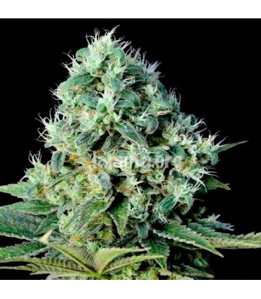 Santa Bilbo 25 u. fem. Genehtik Seeds