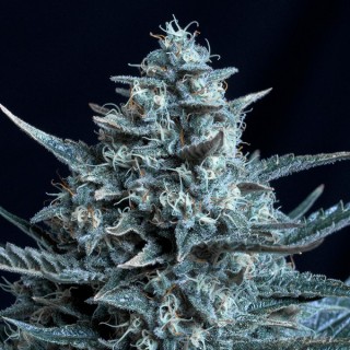 Blubonik fem. Genehtik