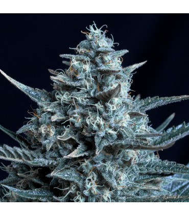 Blubonik 25 u. fem. Genehtik