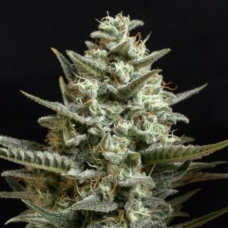 Sweet Bilbo 25 u. fem. Genehtik