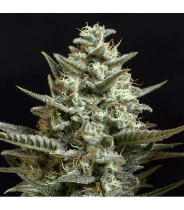 Sweet Bilbo 25 u. fem. Genehtik