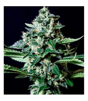 Gorila Bilbo fem. Genehtik