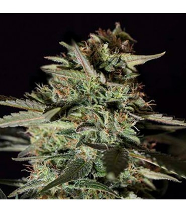 Medizinal CBD  5 u. fem. Genehtik