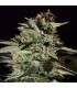 Medizinal CBD 25 u. fem. Genehtik