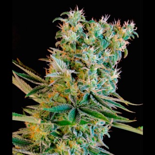 Amnesia Bilbo fem. Genehtik