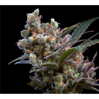 Kritikal Bilbo fem. Genehtik