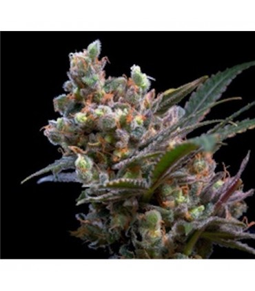 Kritikal Bilbo  5 u. fem. Genehtik