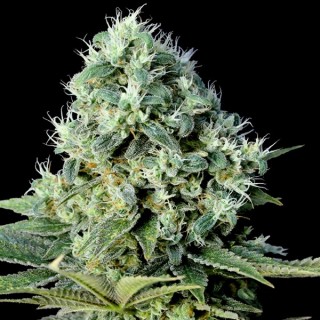 Santa Bilbo fem. Genehtik Seeds
