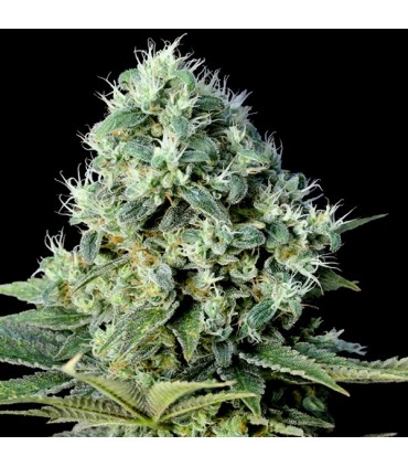 Santa Bilbo fem. Genehtik Seeds