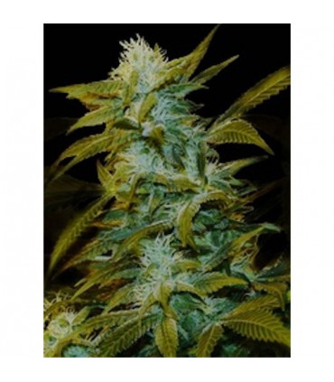 Super Silver Bilbo 5 u. fem. Genehtik Seeds