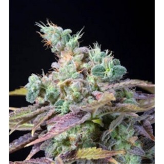 Txomango fem. Genehtik Seeds