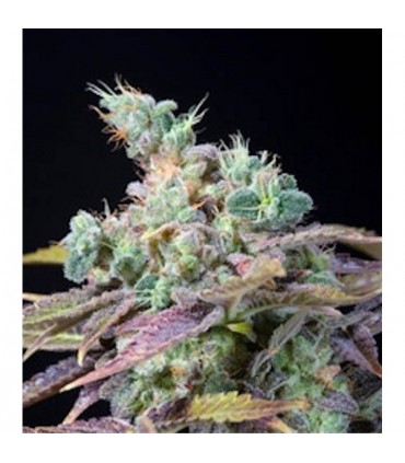 Txomango  5 u. fem. Genehtik Seeds