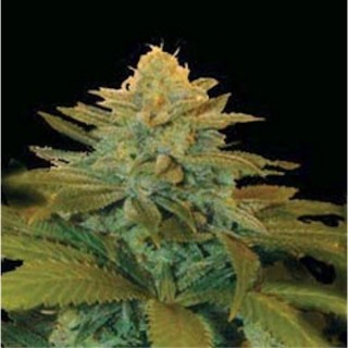 Txees Bilbo fem. Genehtik