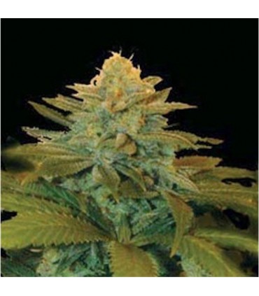 Txees Bilbo fem. Genehtik