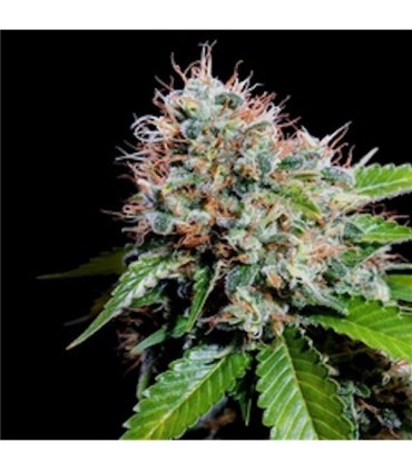 Zuri Widow 5 u. fem. Genehtik