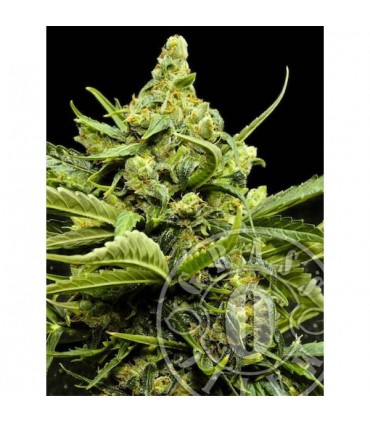 Auto Maxi Gom  3 u. fem. Grassomatic