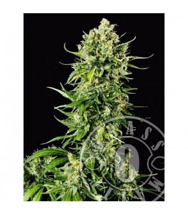 Auto Mass  3 u. fem. Grassomatic