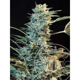 Auto Ak fem. Grassomatic